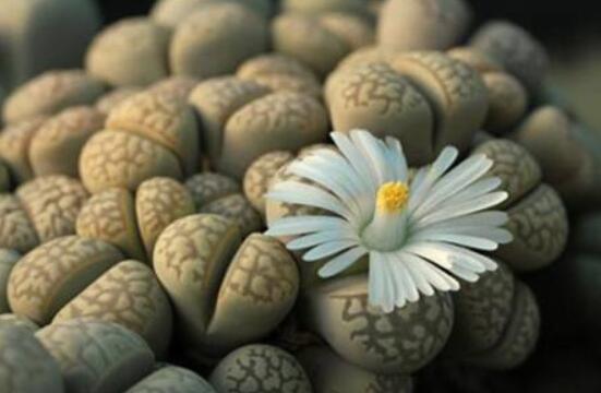 生石花怎么養(yǎng)護，做好五點生長美觀茂盛