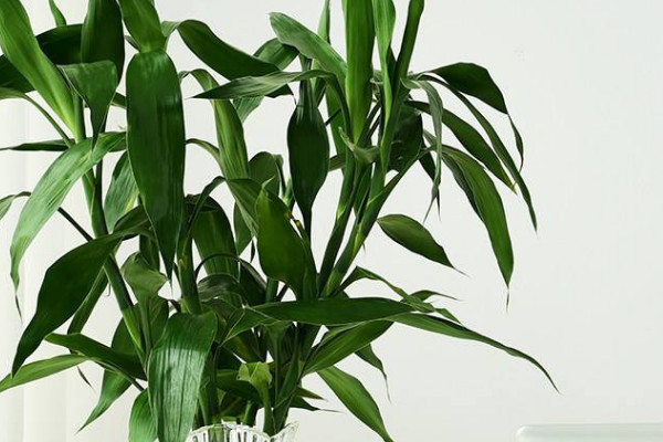 轉(zhuǎn)運竹葉子發(fā)黃怎么辦