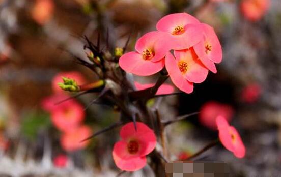 虎刺梅不開花什么原因，老農(nóng)總結(jié)最實用三種解決方法