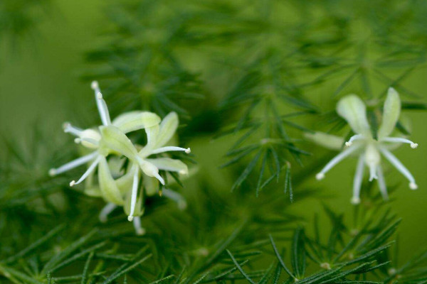 文竹開花是好兆頭嗎，象征好運(yùn)來臨生活幸福