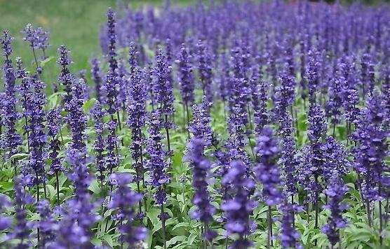 薰衣草精油的功效與用法，美容養(yǎng)顏、舒緩心情