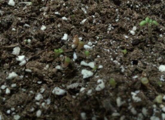 生石花怎么繁殖，最常用兩種繁殖方法(播種與分株)