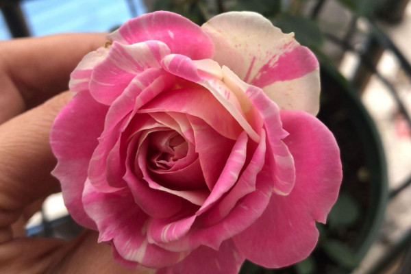 長(zhǎng)壽花莖表皮結(jié)痂怎么處理