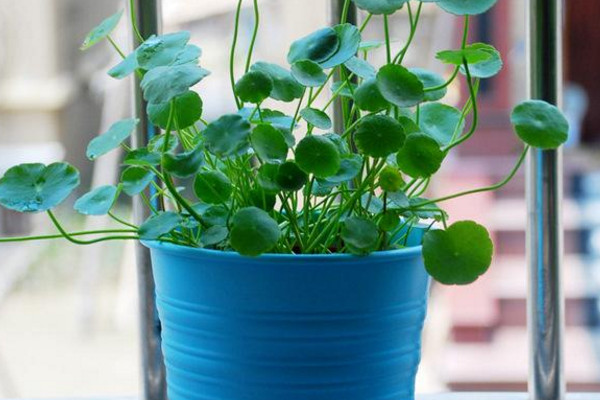 銅錢草冬天怎么養(yǎng)，及時搬入室內(nèi)進(jìn)行保暖