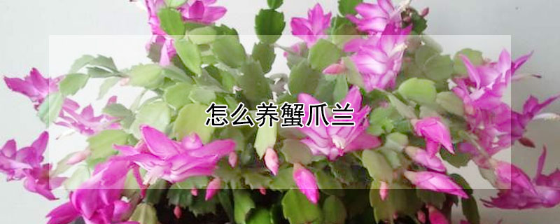 怎么養(yǎng)蟹爪蘭