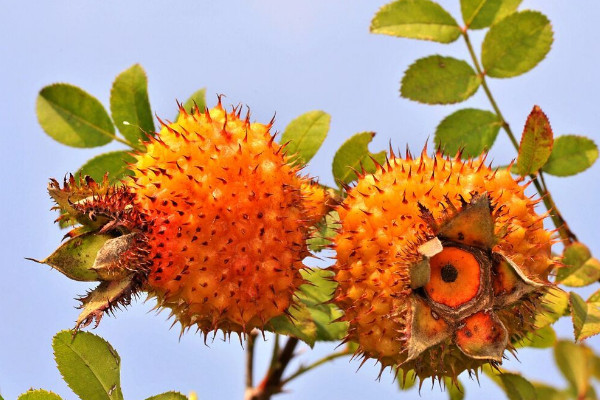 無(wú)刺金櫻子有紅花嗎