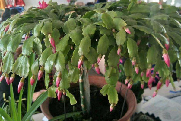 蟹爪蘭夏天怎么養(yǎng)護(hù)