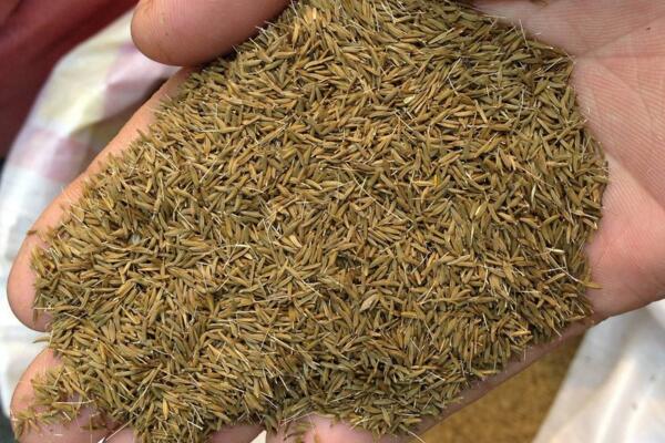 蒲公英的種植方法及注意事項，在每年6月采摘種子