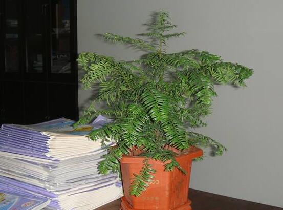 紅豆杉放家哪個(gè)位置好，教你六種最佳擺放地點(diǎn)(招財(cái)生旺)