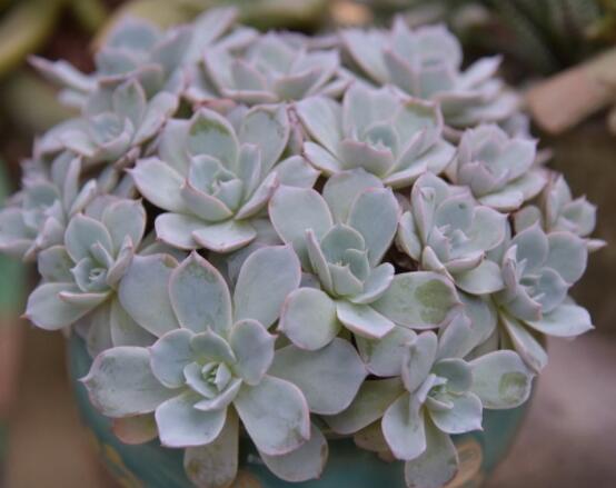 生石花長高了怎么辦，老農教你最直觀常見三種解決辦法