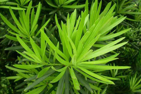 羅漢松0下10度能過(guò)冬嗎