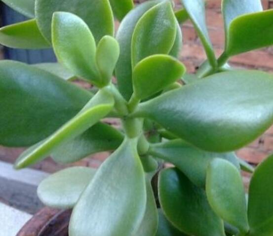 燕子掌能放在室內(nèi)養(yǎng)嗎，能/吸收有害氣體、釋放氧氣(身體健康)