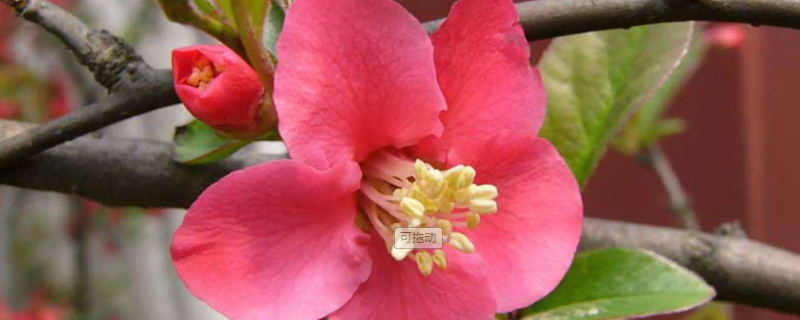 櫻花和海棠花區(qū)別