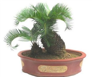 鐵樹的葉型控制