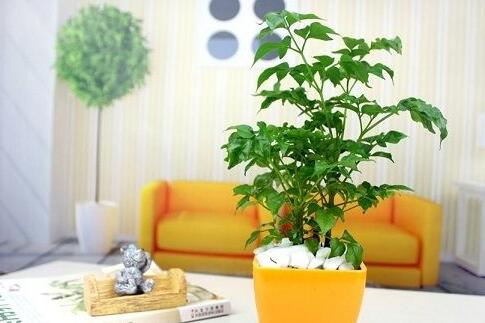 幸福樹(shù)的葉子全蔫了，從4個(gè)方面解決出現(xiàn)的問(wèn)題