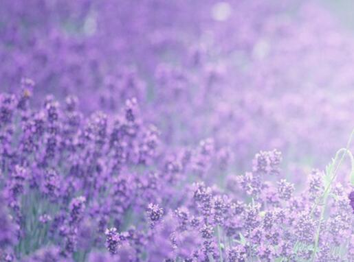 藍色薰衣草花語，一對戀人之間的心心相印