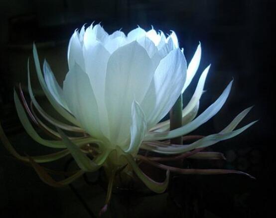 曇花的養(yǎng)殖方法和注意事項，老農(nóng)總結(jié)七大最實用養(yǎng)殖方法