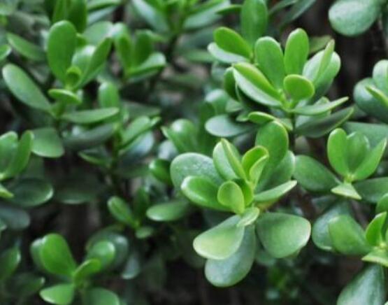 盆栽燕子掌的養(yǎng)殖方法，教你八大基本方法可生長(zhǎng)的青翠碧綠