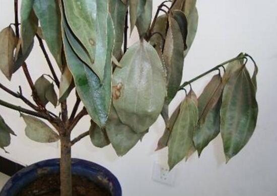 平安樹爛根怎么辦，平安樹爛根處理方法