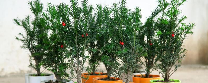 栽紅豆杉用什么盆