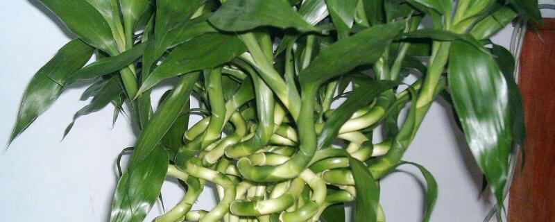 水培轉(zhuǎn)運(yùn)竹發(fā)黃怎么辦