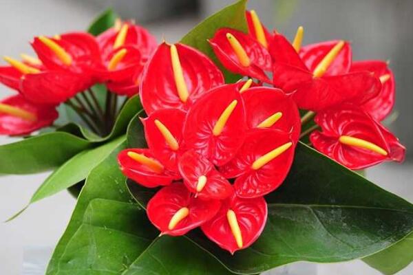 紅掌花芽和葉芽的區(qū)分