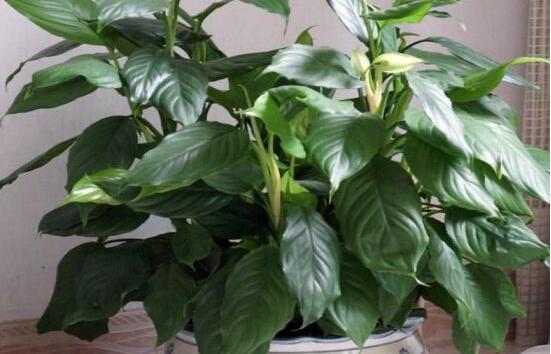 萬年青種類有哪些，八種萬年青種類概述