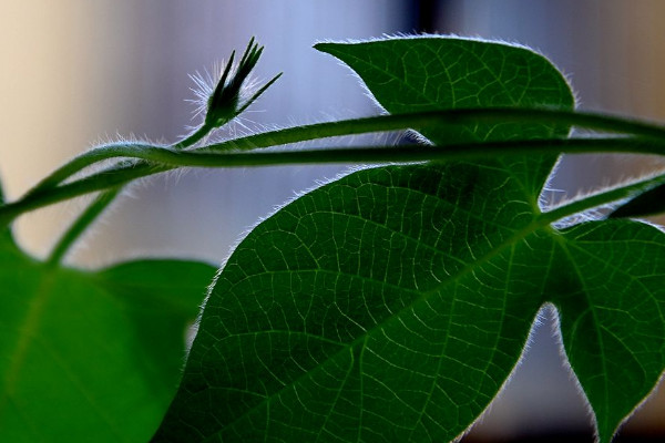 牽?；ㄈ~子發(fā)黃什么原因