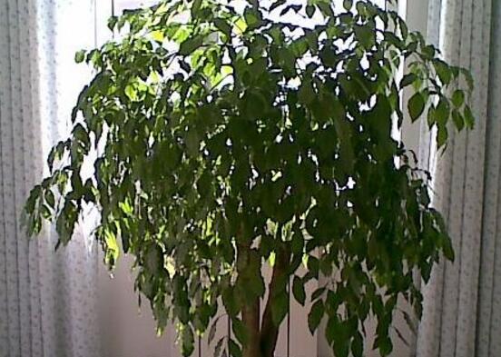 幸福樹怎么繁殖，教你三種繁殖方法(播種/壓條/扦插)