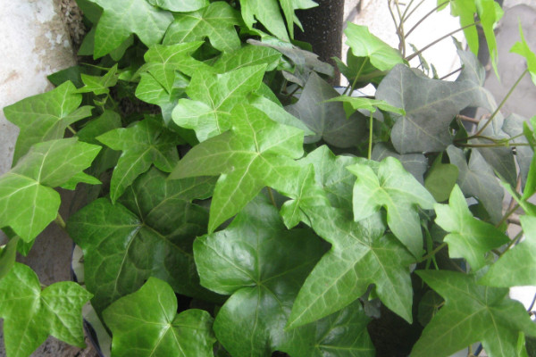 常春藤葉子干枯怎么辦，控水遮陰/除蟲換盆