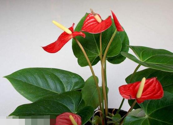 紅掌怎么養(yǎng)才能開花，只需要做好六點花開茂盛