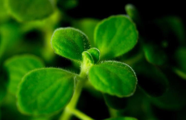 碰碰香能在臥室放嗎，不光可以放/還能制作飲品