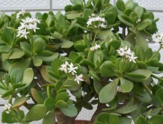 玉樹常見的病蟲害防治，教你四種辦法簡(jiǎn)單學(xué)會(huì)