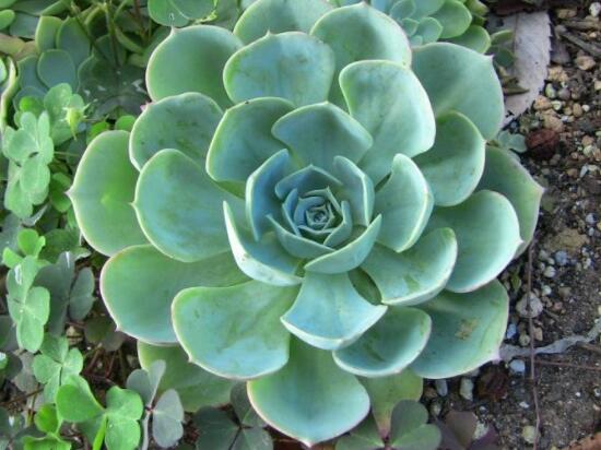 寶石花怎么繁殖，老農(nóng)總結(jié)四種繁殖方法(播種繁殖簡(jiǎn)單易學(xué))