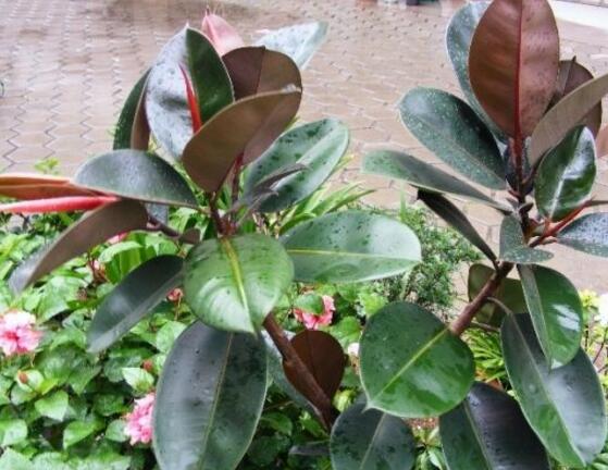 橡皮樹怎么修剪，橡皮樹修剪方法