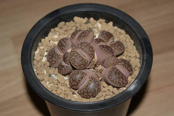 剛種植的生石花多久才能澆水，潮土種植一星期后才能澆水