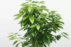 平安樹栽上多久能施肥，平安樹怎么施肥