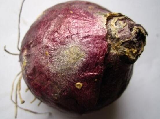 風(fēng)信子種球發(fā)霉怎么辦，涂抹滅菌靈、保持創(chuàng)面干燥