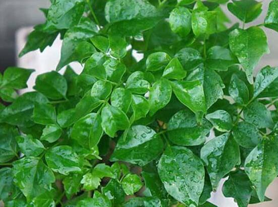 幸福樹不長葉子怎么辦，做好這四點(diǎn)可生長的茂盛碧綠