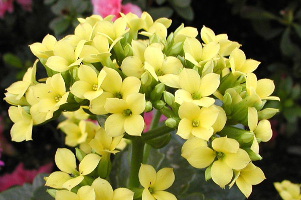 長壽花剪枝后怎么養(yǎng)護(hù)