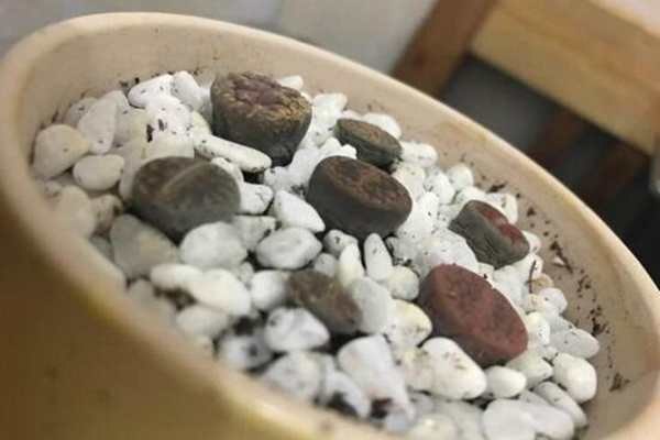 生石花干癟萎縮怎么辦，及時(shí)的找到原因并處理