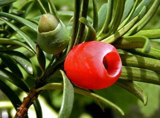 紅豆杉干枯后急救方法，教你四種方法輕松解決