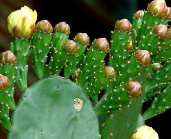 仙人掌怎么移植，用土覆蓋全根系、壓實(shí)土壤固定