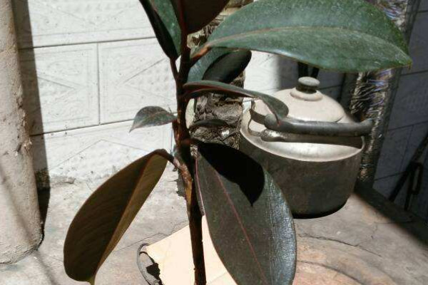 橡皮樹夏季注意事項(xiàng)