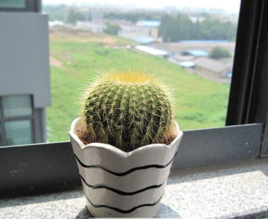 小仙人球的養(yǎng)殖方法和注意事項(xiàng)，老農(nóng)詳解七大最有效養(yǎng)殖方法