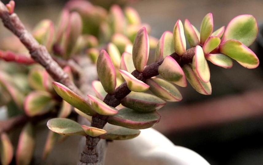 雅樂之舞常見病蟲害及防治方法，“知根知底”防治病蟲害