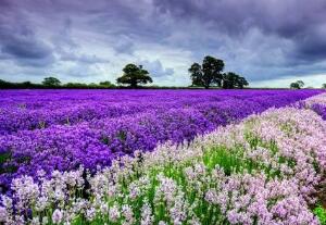 薰衣草怎么澆水，薰衣草多久澆一次水/三天澆一次