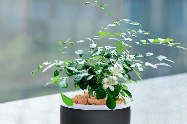 九里香可以放室內(nèi)嗎，不宜長時(shí)間擺放在室內(nèi)