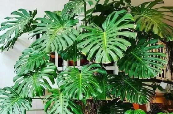 龜背竹好養(yǎng)嗎，老農(nóng)總結(jié)最好養(yǎng)的六點(diǎn)基本方法