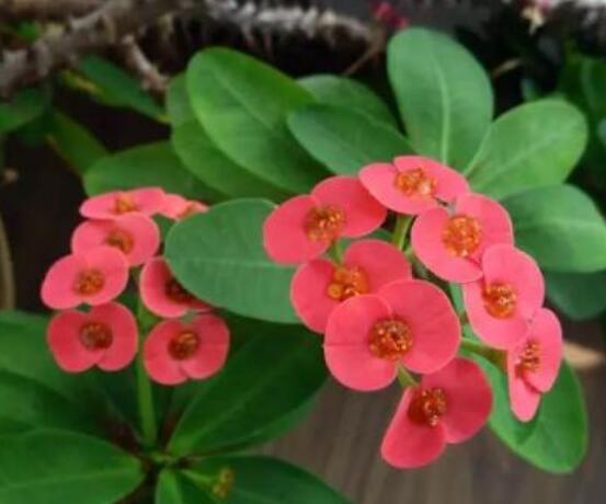 虎刺梅致癌嗎，長期接觸導(dǎo)致人們身體細(xì)胞癌變